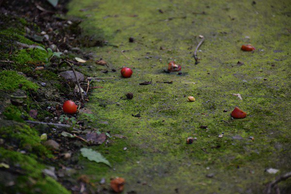 创新土壤污染管控模式，广州为企业绿色发展“保驾护航” 